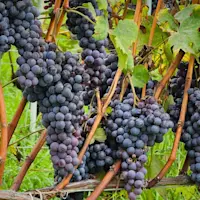 Dolcetto Wine