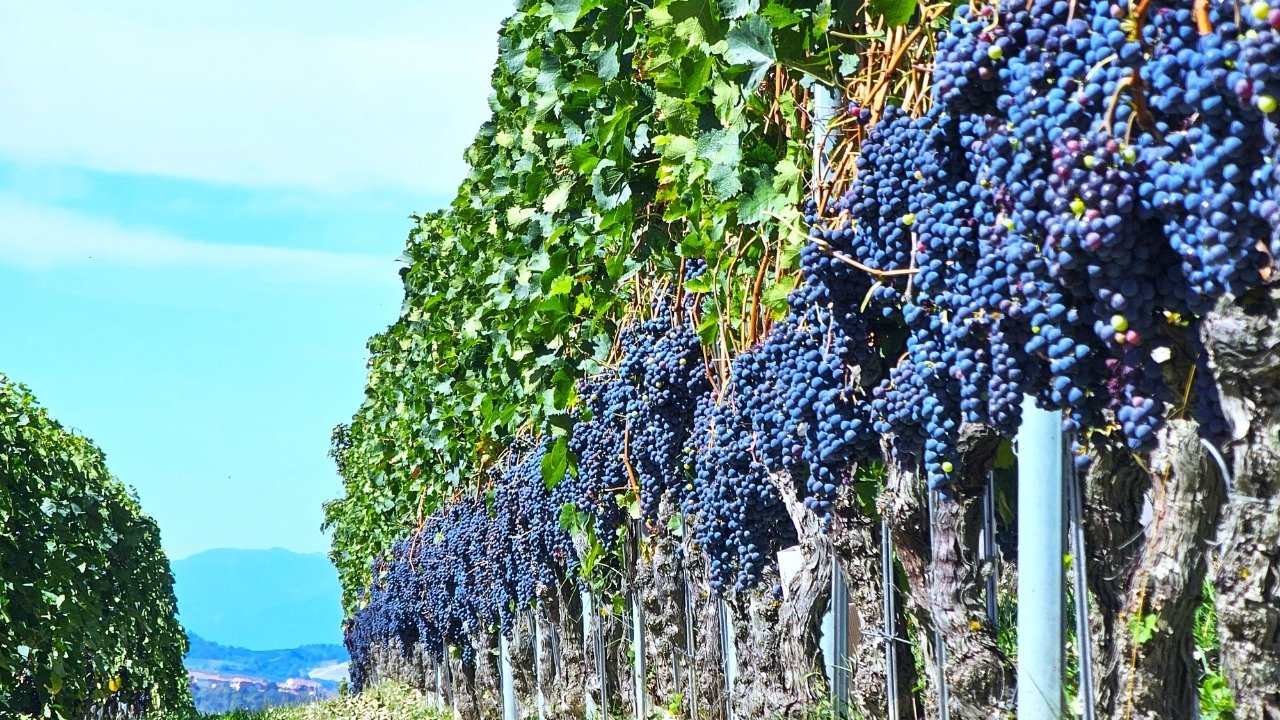 Langhe-Grapes