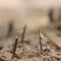 WWI