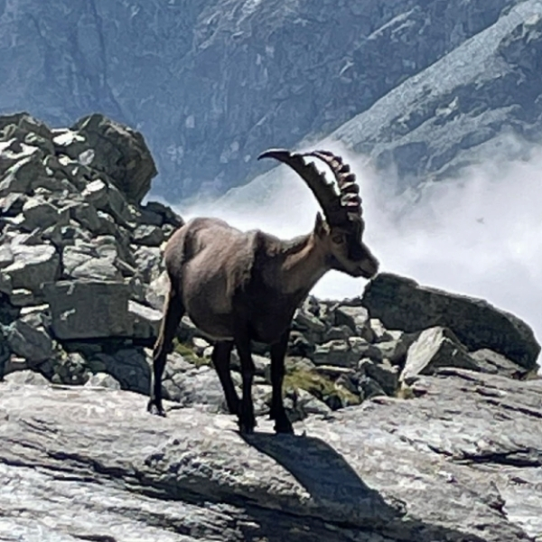 The Ibex