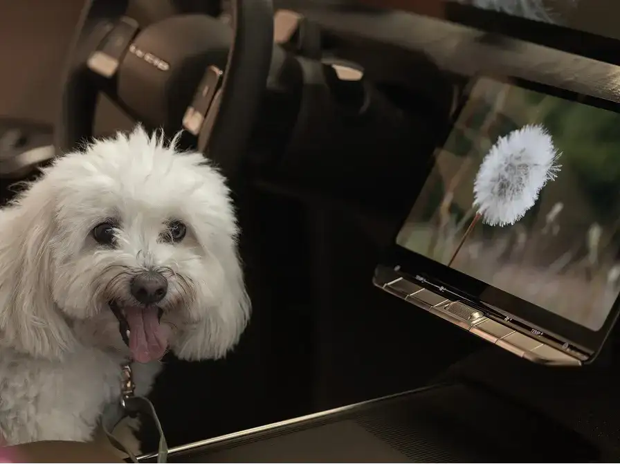 Fluffy white dog with tongue out sitting in a car, next to a screen displaying a dandelion.