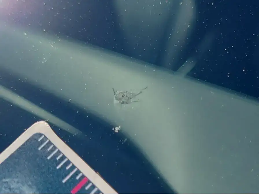 Small spider on a car windshield with water droplets, viewed from inside the vehicle with dashboard visible.