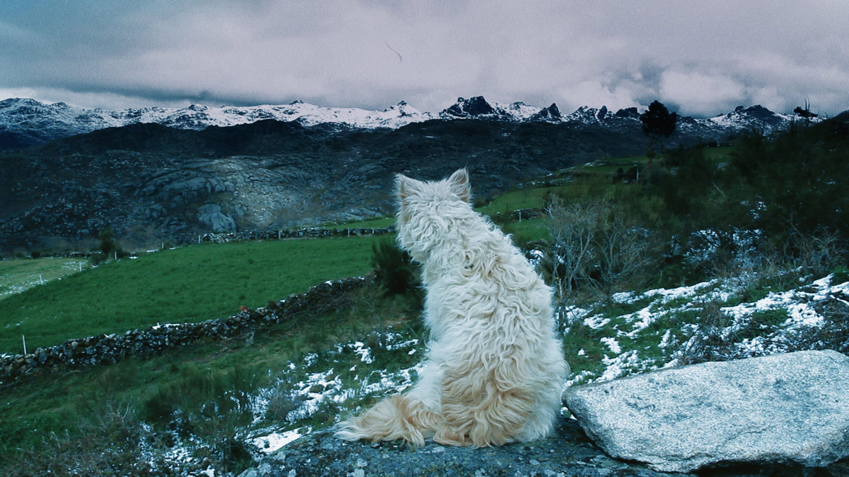 HISTÓRIAS DE LOBOS (HISTORIES OF WOLVES)