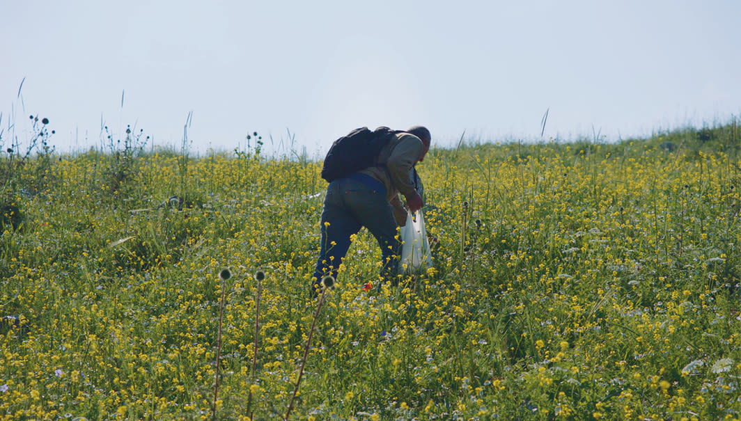 AL-YAD AL-KHADRA (FORAGERS)