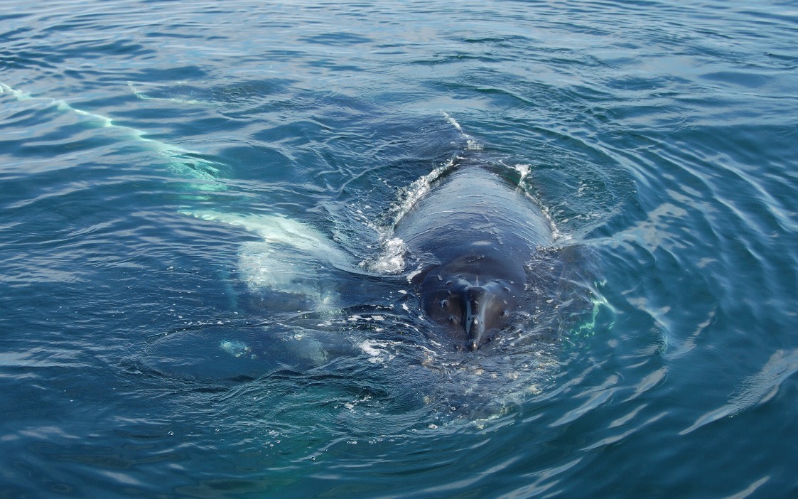 Magdalena Bay Getaway: Guided Whale Watching Tour: Book Tours ...