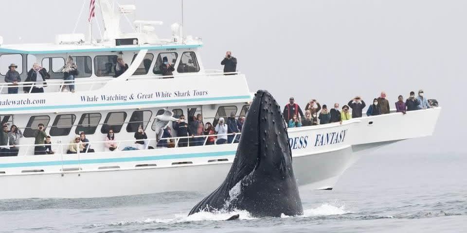 Whale and Wildlife Cruises, Dolphins, Gray Whales