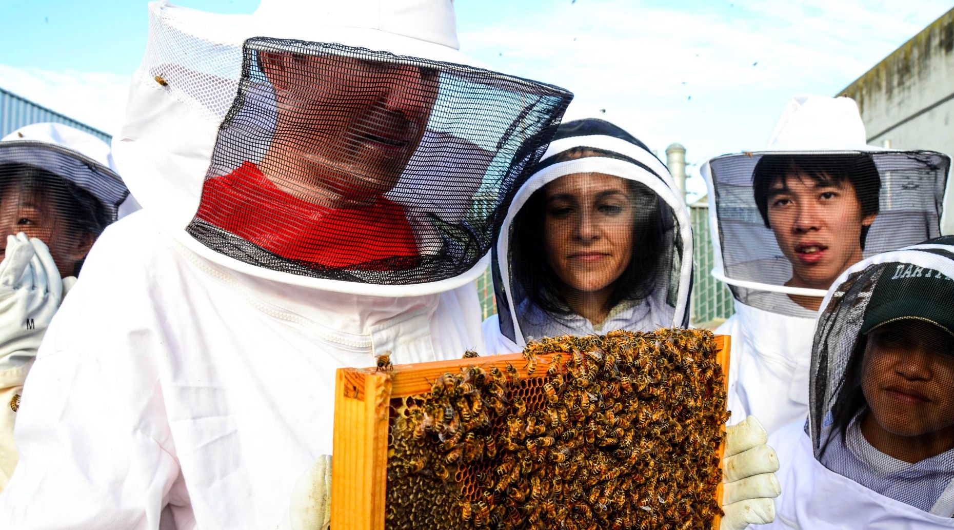 Mastering the Art of Beekeeping: Advanced Techniques Experienced Beekeepers