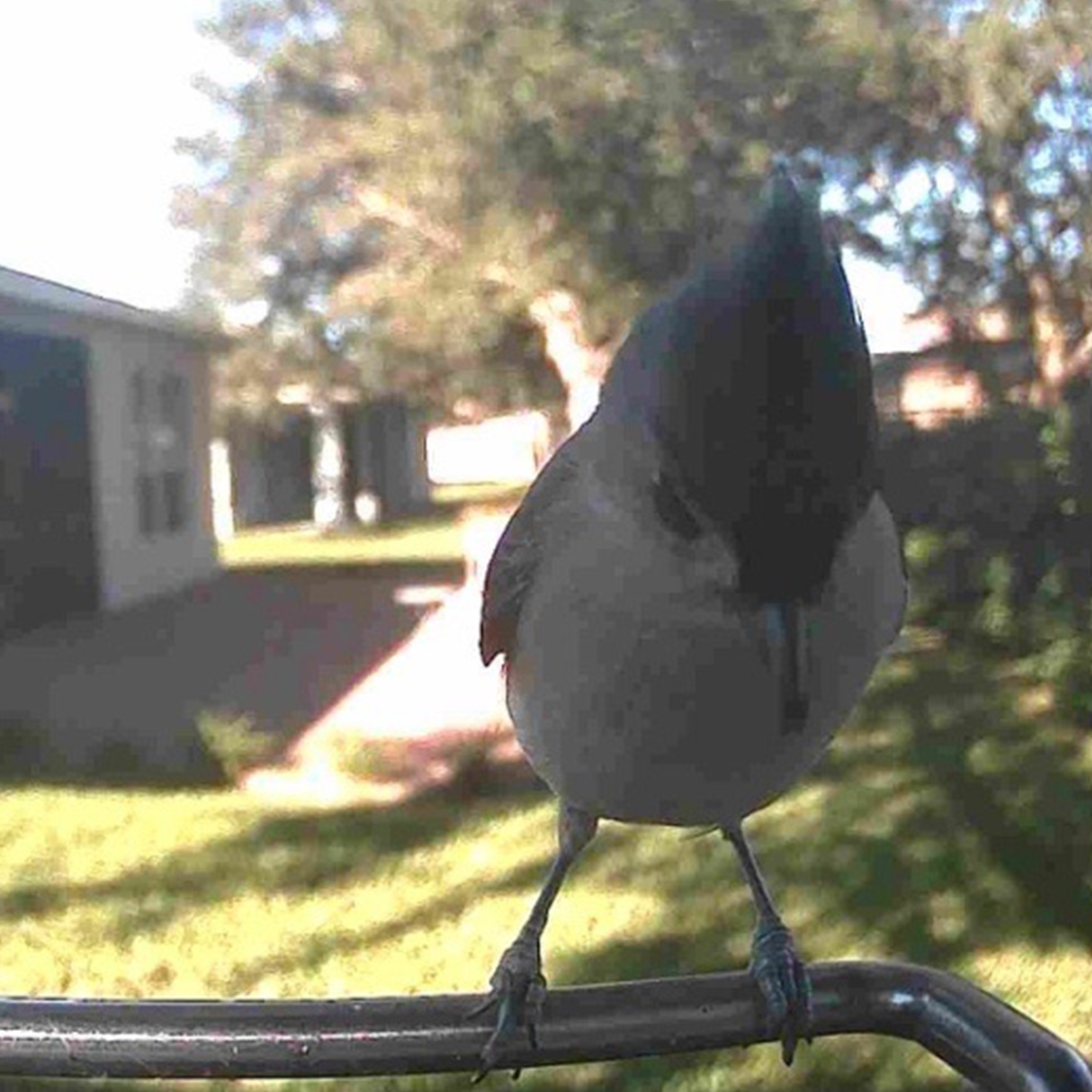 ♡❣️ S Video Camera Bird Feeder by Sharper Image @ SharperImage.com