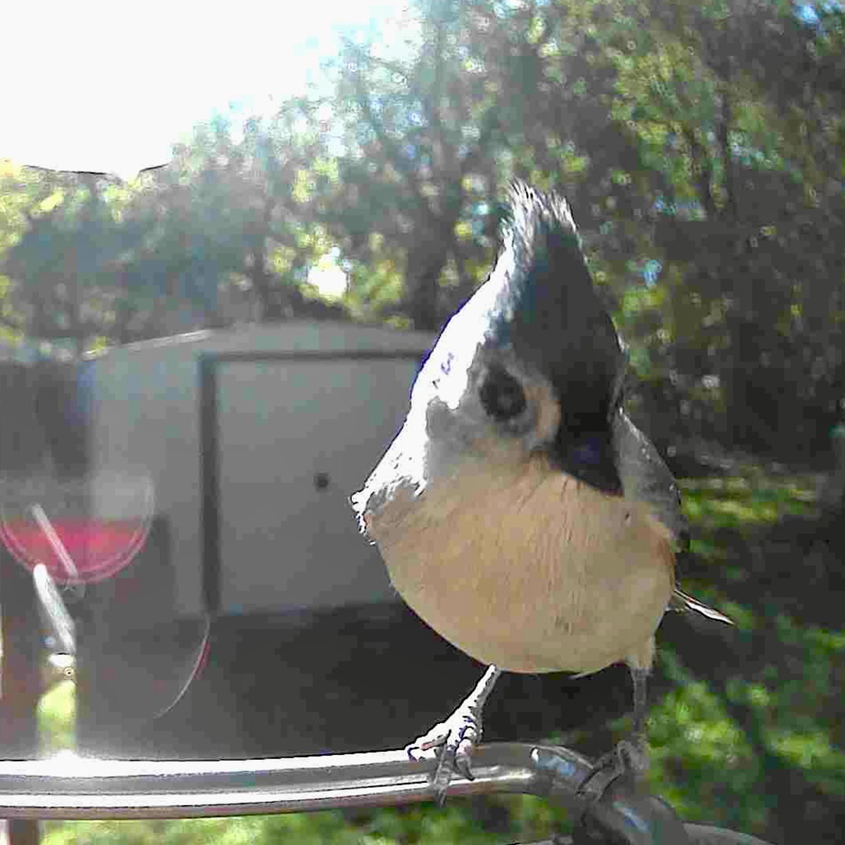 ♡❣️ S Video Camera Bird Feeder by Sharper Image @ SharperImage.com