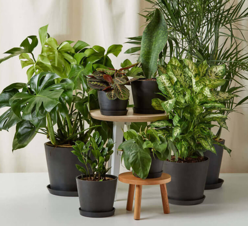 New for Fall. Ready-to-go plants right to your door.