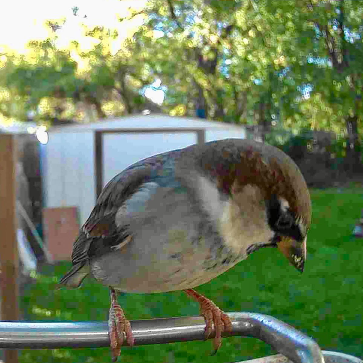 ♡❣️ S Video Camera Bird Feeder by Sharper Image @ SharperImage.com