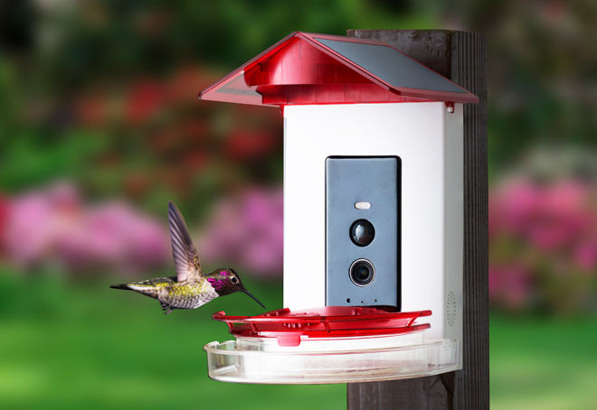 Video Camera Hummingbird Feeder