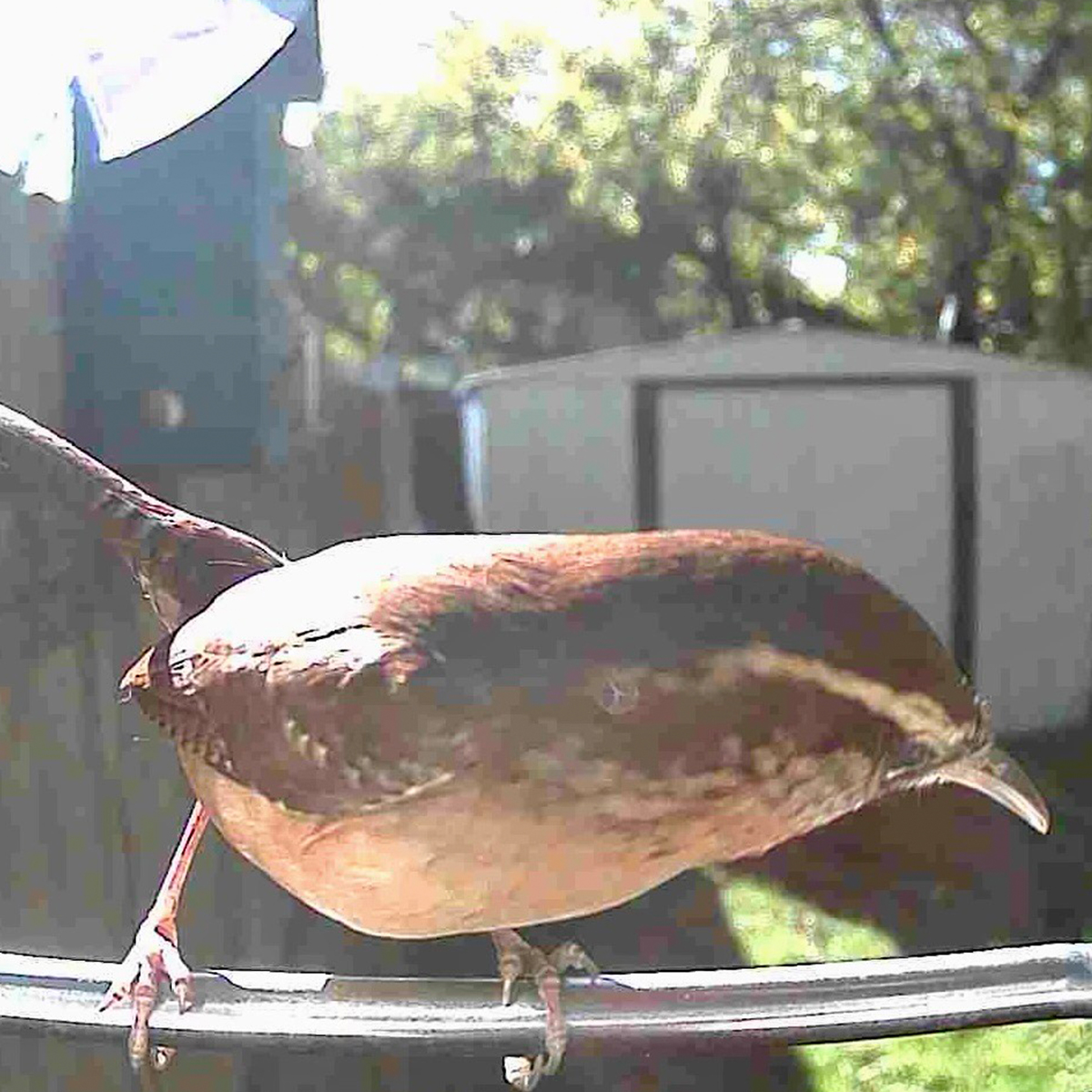 ♡❣️ S Video Camera Bird Feeder by Sharper Image @ SharperImage.com