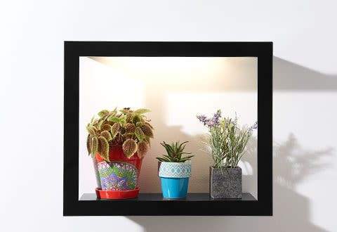 Plant Growing Frame