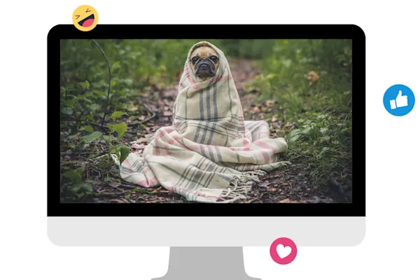 lumen5-desktop-dog-blanket-photo