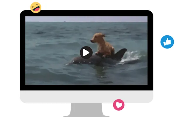 lumen5-desktop-dog-dolphin-gif-screenshot