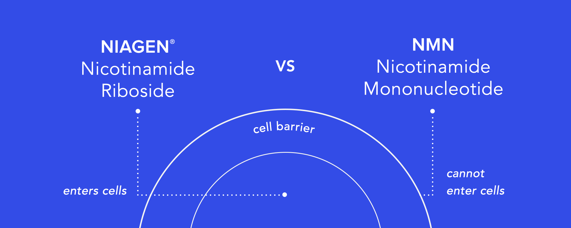 NR vs NMN diagram