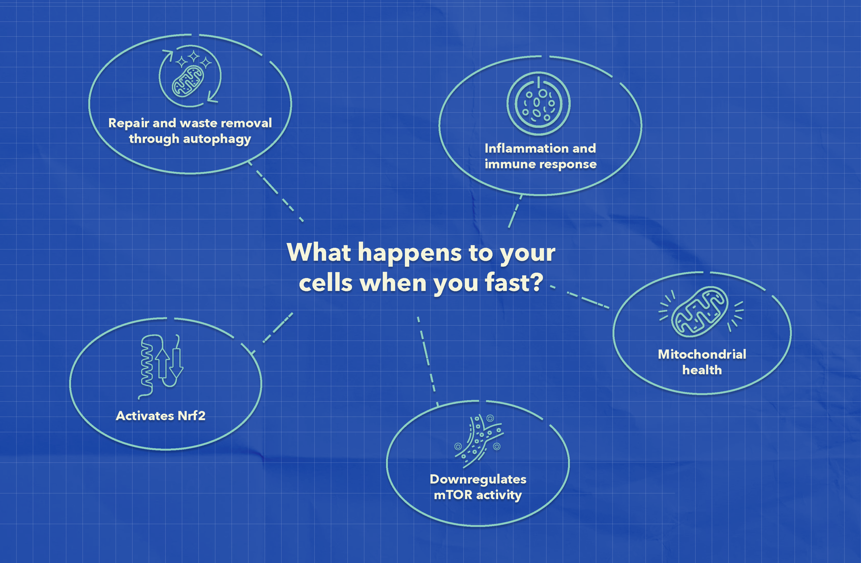 How Intermittent Fasting Affects Your Cells - Image