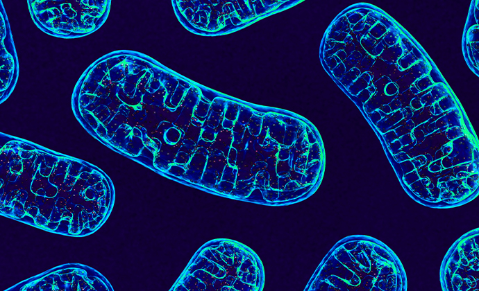 mitochondria under the microscope