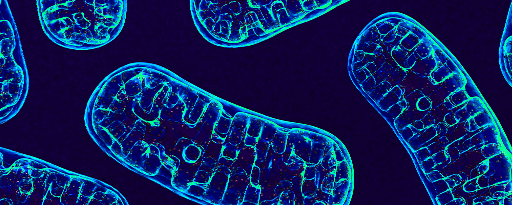 mitochondria under the microscope