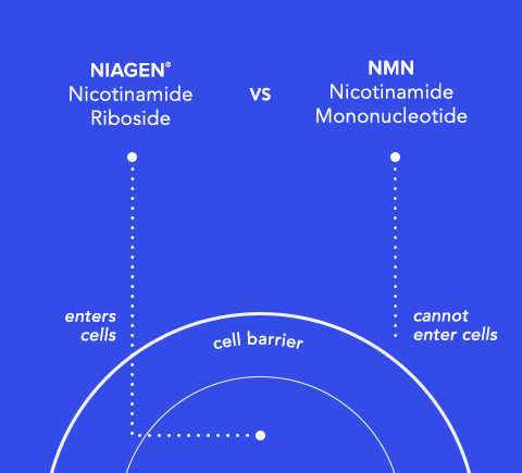 NR vs NMN diagram