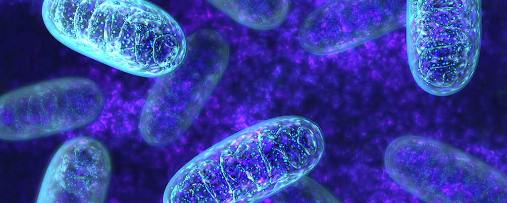 An image of mitochondria  