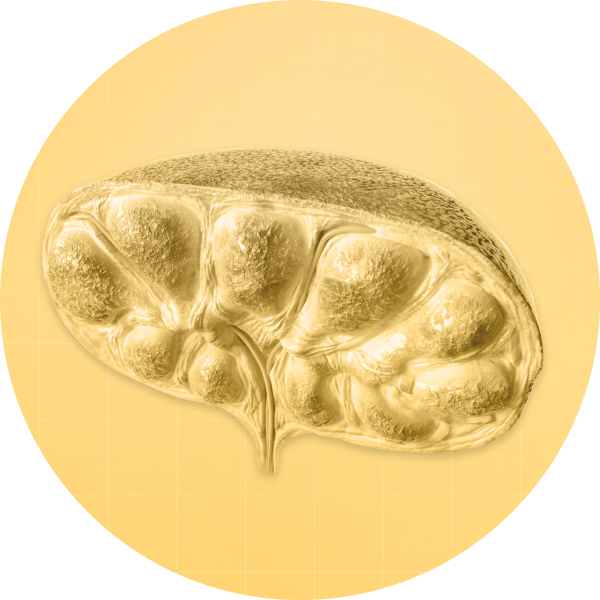 Lymph Node Section