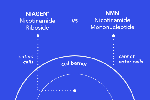 NR vs NMN diagram