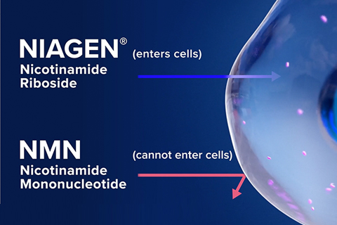 Image of NR entering cell and NMN unable to enter cell
