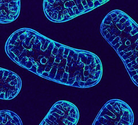 mitochondria under the microscope