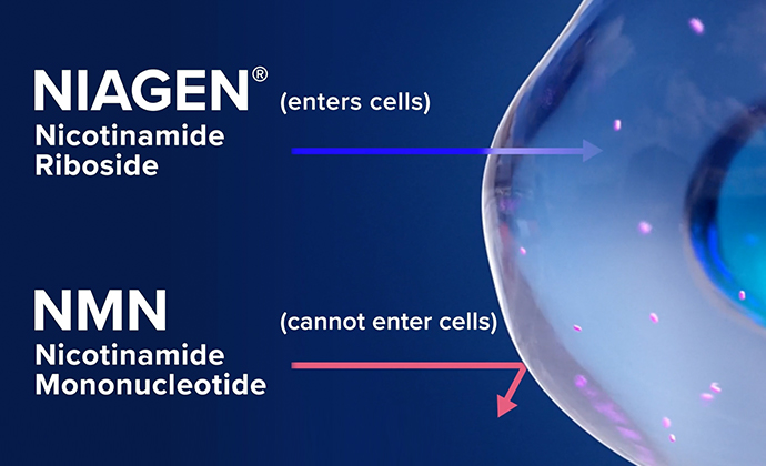 Image of NR entering cell and NMN unable to enter cell
