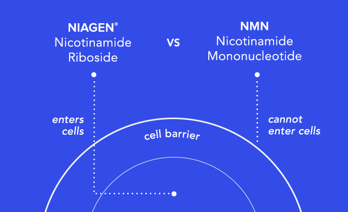 NR vs NMN diagram