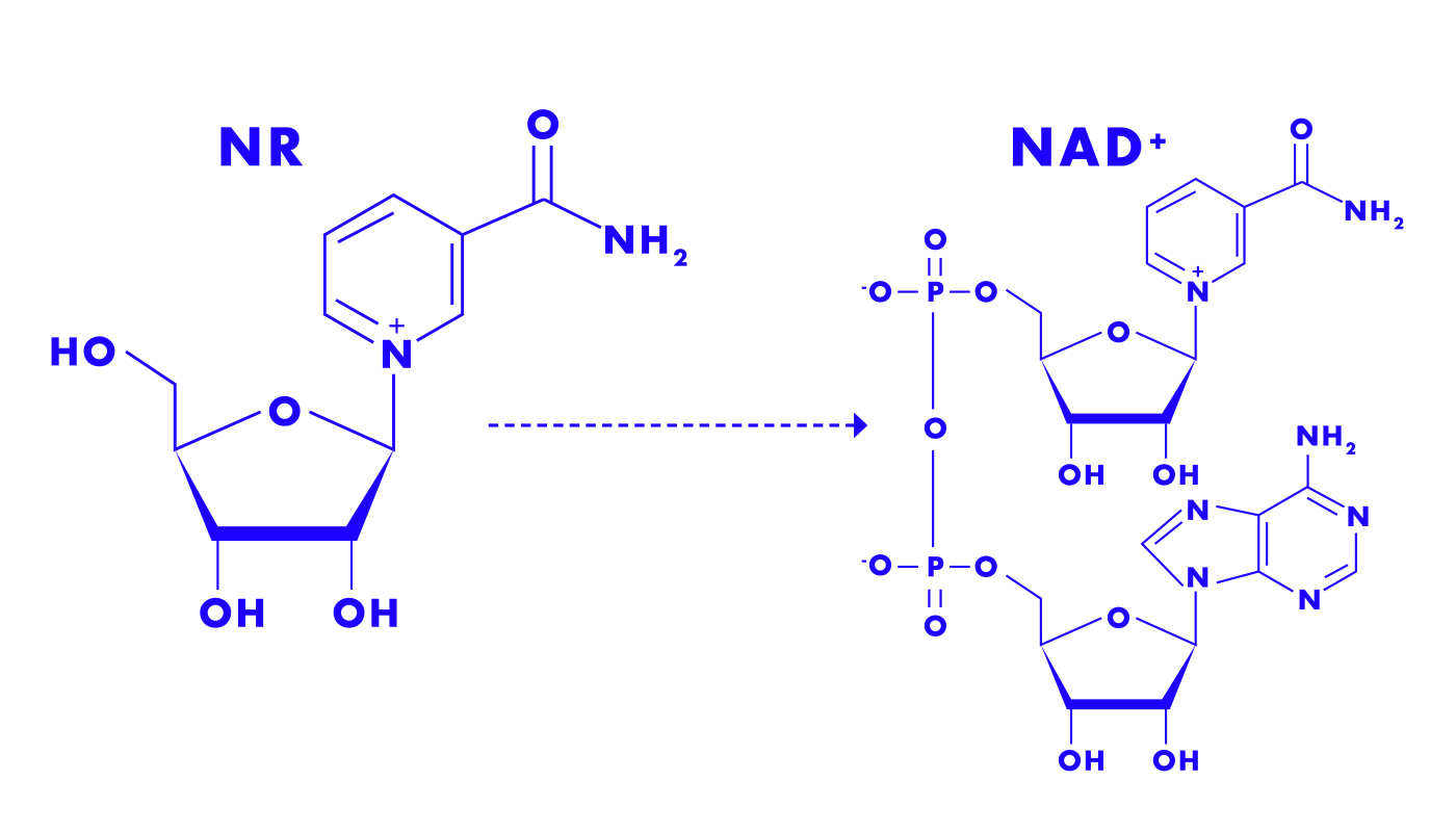 Tru Niagen Blog | What Is Nicotinamide Riboside?