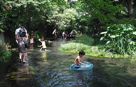 水都・三島を再生　都市と農村を結ぶ水の道 33105 25G151223