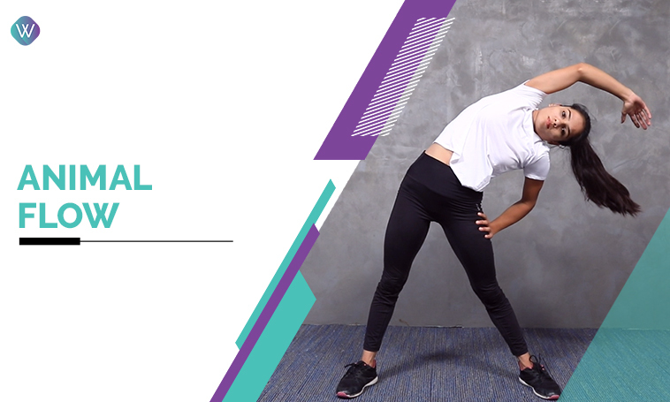 Animal Flow Series - 1