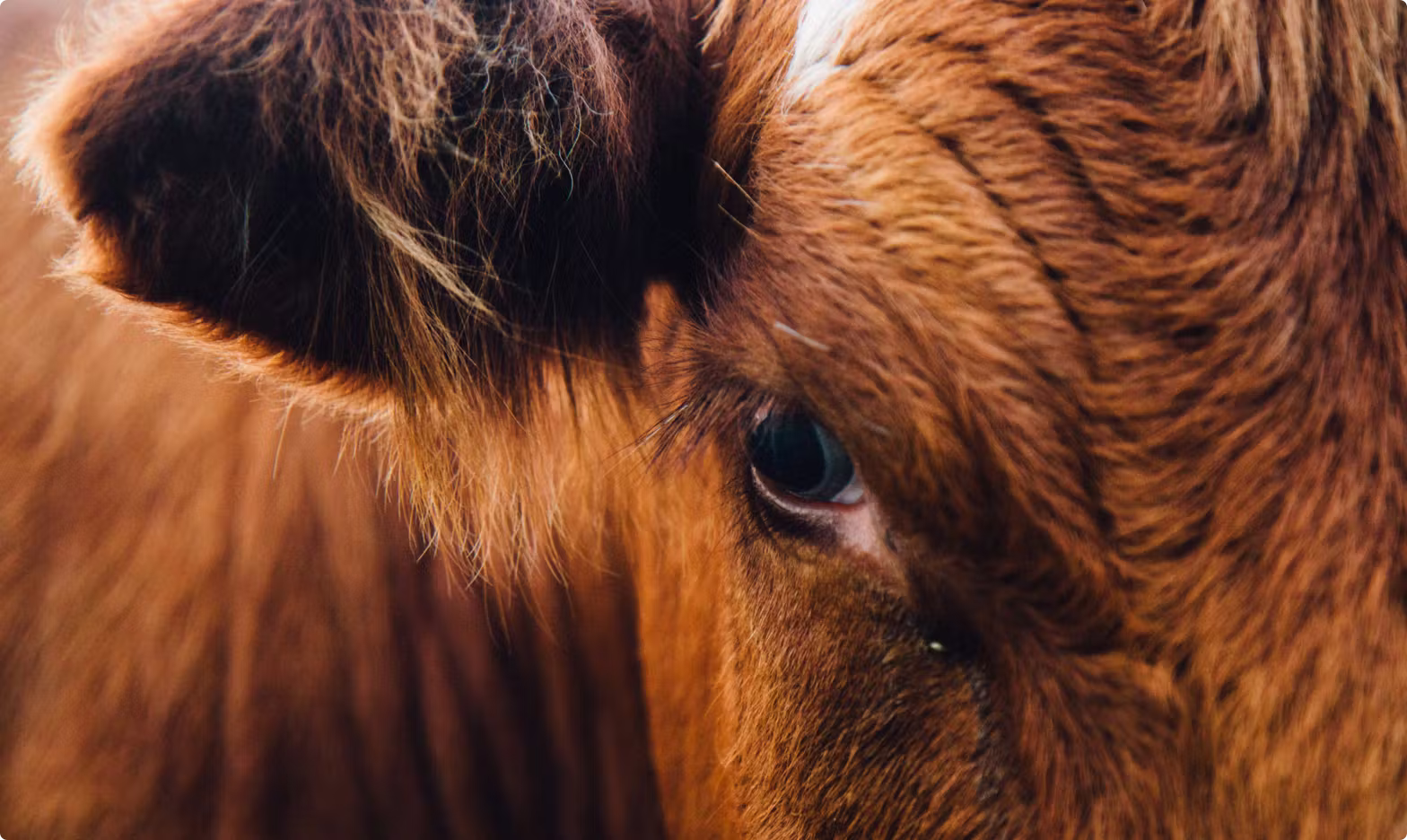 8528b3ae-4692-44f4-b28e-8b74560592db CALF-Cow-closeup