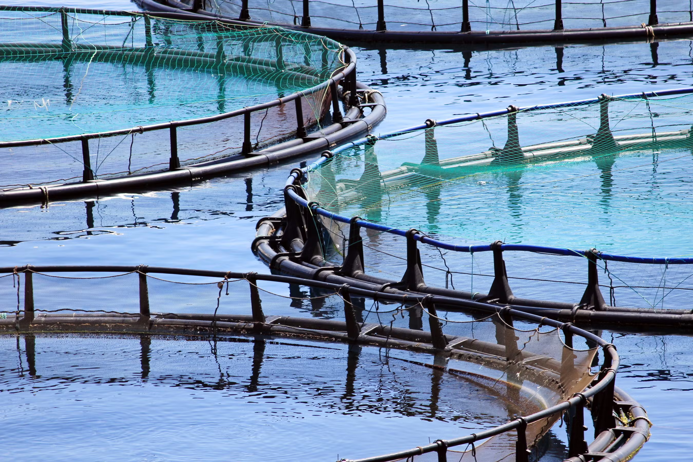 calf aquaculture