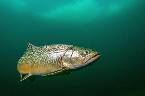 calf wild-caught-fishing