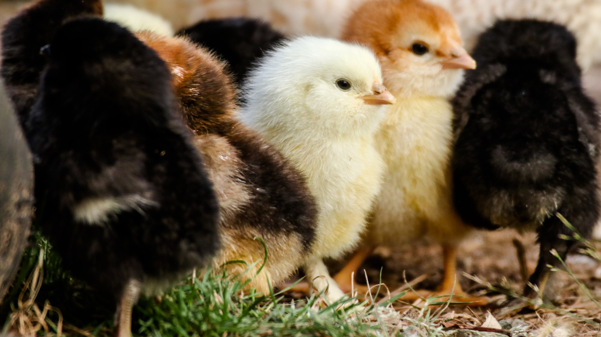 coller-foundation-blogs-saving-the-baby-chicks-header-image-1