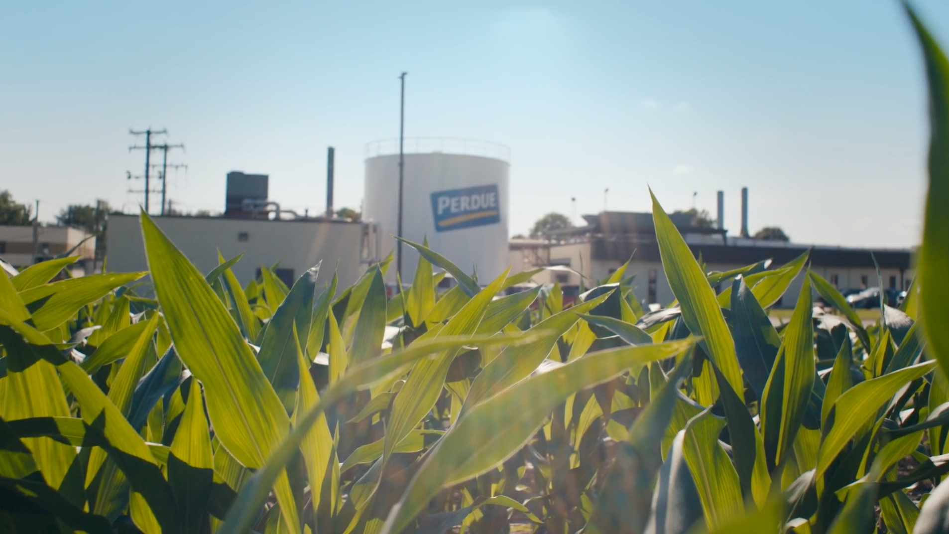 Perdue Farms: Empowering business strategy with AI featured image