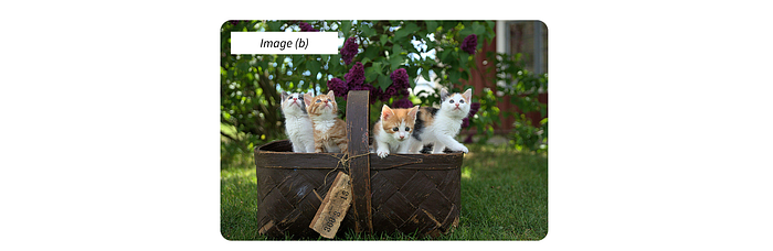 Four cats in a basket from Jari Hytönen on Unsplash