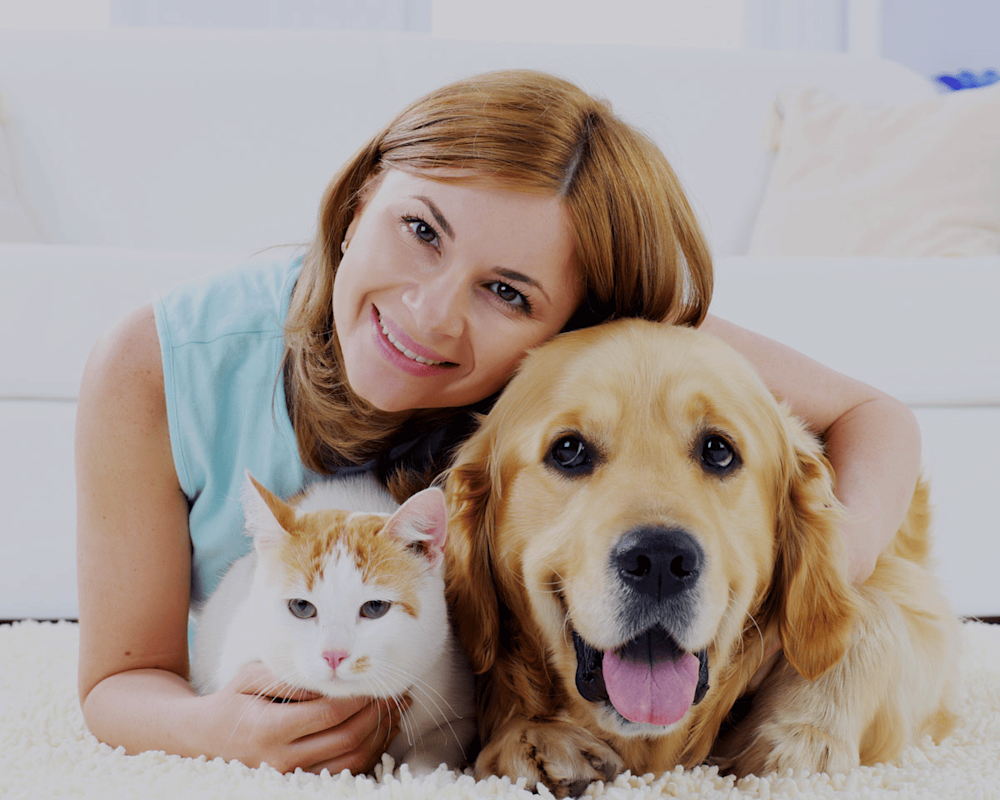 Animali domestici - cane e gatto