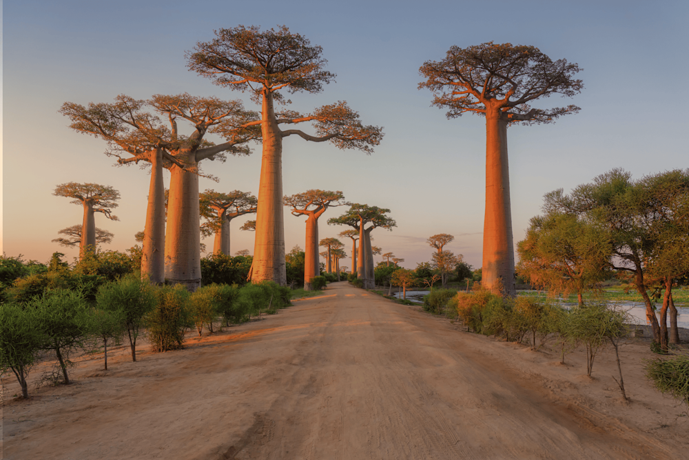 Madagascar - paesaggio con viale dei baobab al tramonto