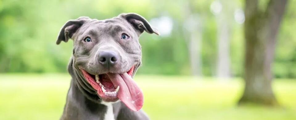 Illinois insurance companies no longer allowed to raise rates or deny home insurance policies based on specific dog breeds beginning mostly in December