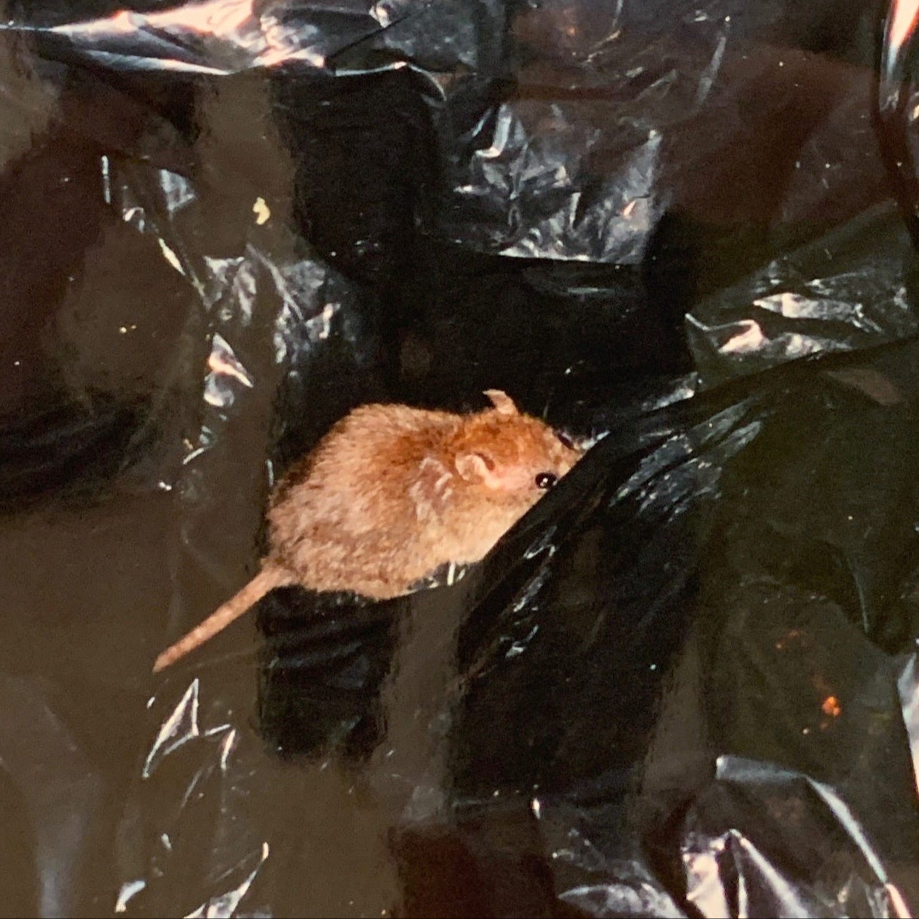 Homepage revival thumbnail