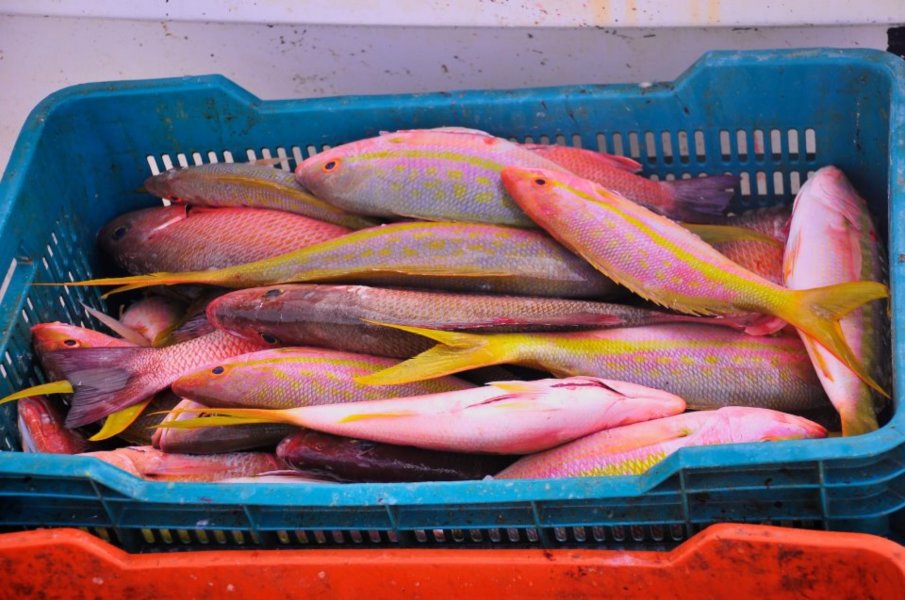 A crate of colourful freshly caught fish in a crate