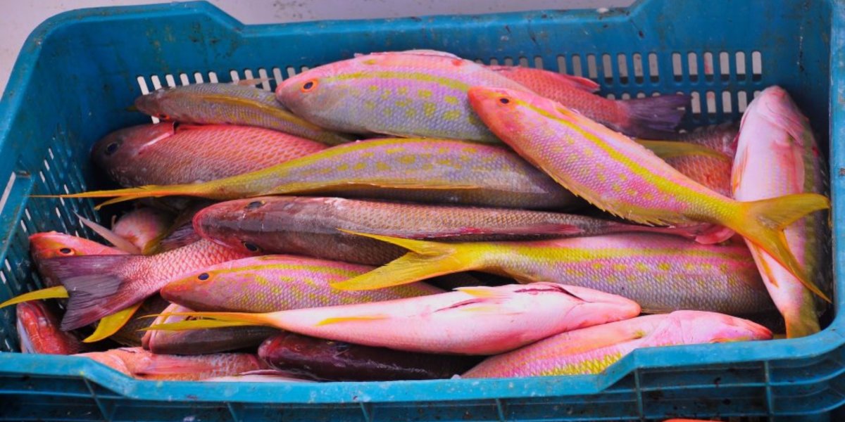 A crate of colourful freshly caught fish in a crate