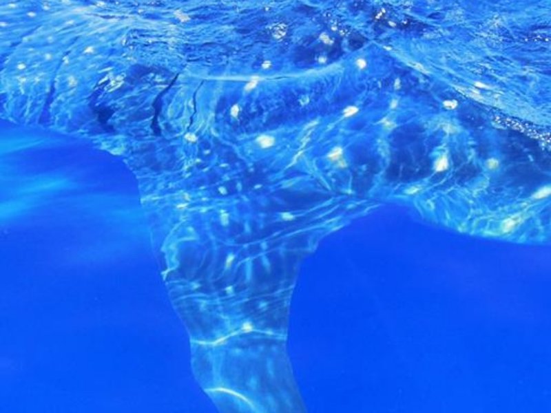 Whale shark