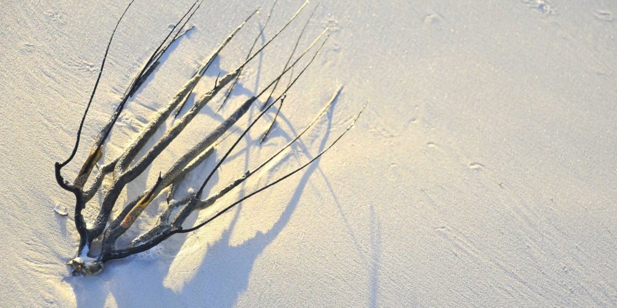 A coral branch peacefully resting on a sandy Holbox beach