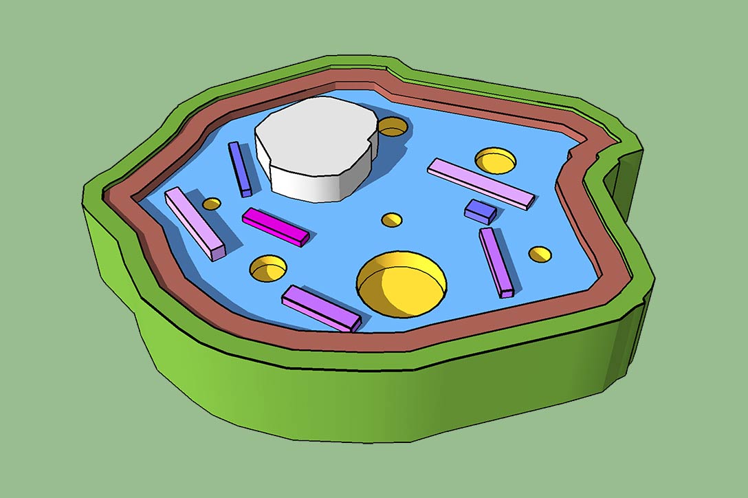 Model a cell for science class